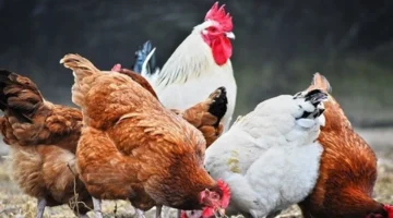 توقع حركة أسعار الدواجن في السوق المصرية يتعثر بسبب غياب معايير راسخة وآليات دقيقة 1